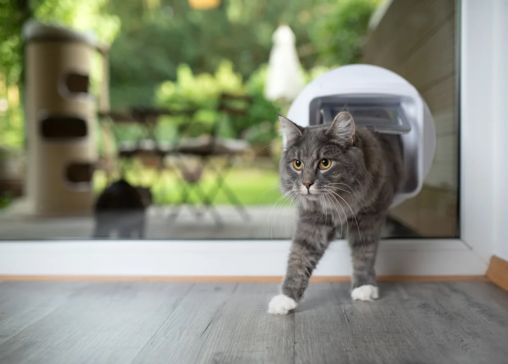 Cat Flap Installation in Leatherhead